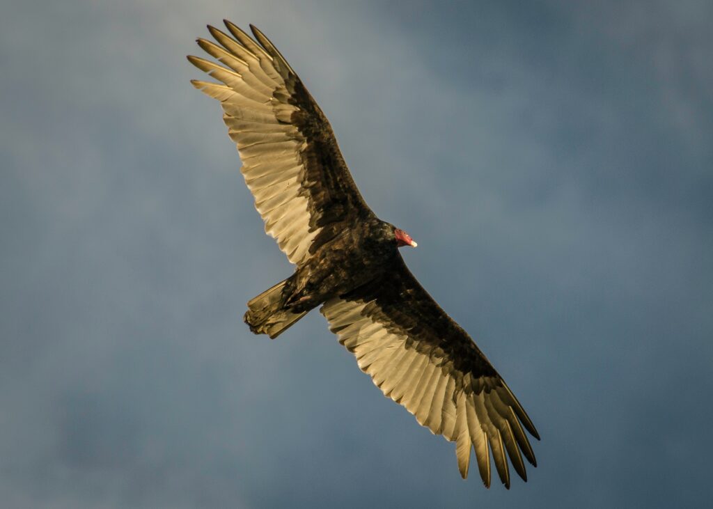 Turkey vultures returning from annual migration - Niagara-on-the