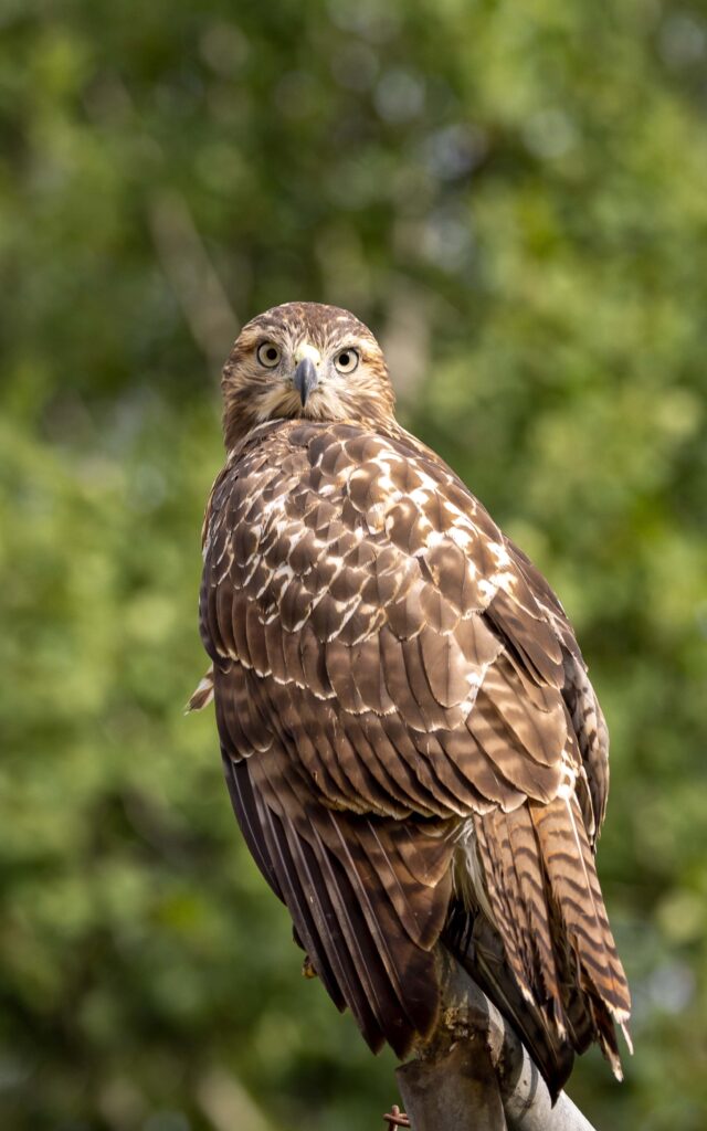 Anderson's Bird Of Prey Fly - H16